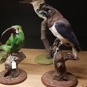 Bird-display