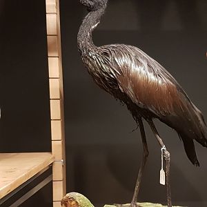 African openbill