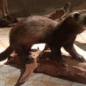 European polecat
