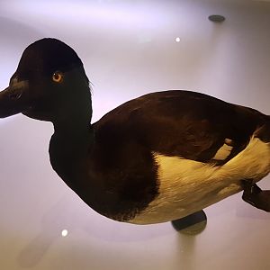 Tufted duck