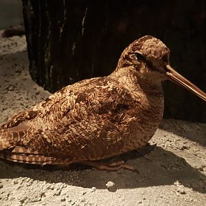 Eurasian woodcock
