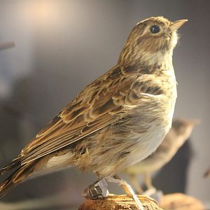Skylark