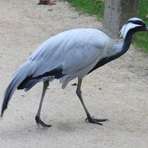Demoiselle crane