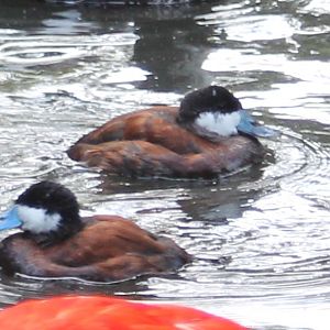 Ruddy ducks