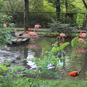View into the Free-flight aviary