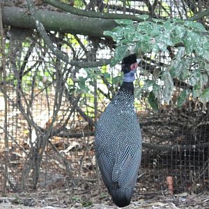 Crested guineafowl