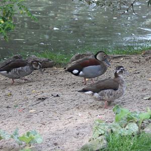 Ringed teal