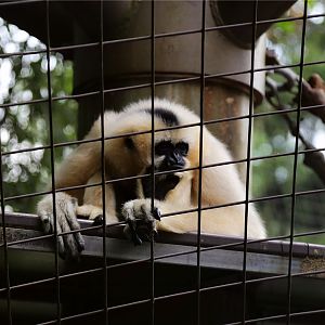 Muneca the gibbon (1967-2018.9.28)