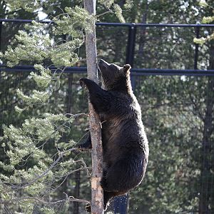 grizzly bear climbing tree