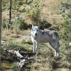 north american gray wolf