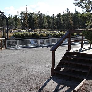 grizzly exhibit viewing platform