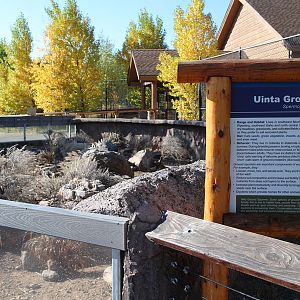 uinta ground squirrel exhibit