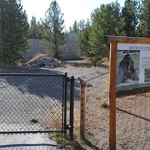 future grizzly bear expansion