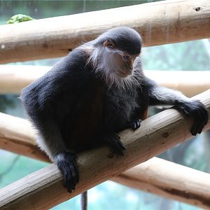 Toi the Douc Langur (1997.6.20-2018.9.19)