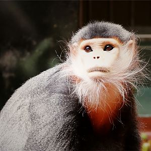 Toi the Douc Langur (1997.6.20-2018.9.19)