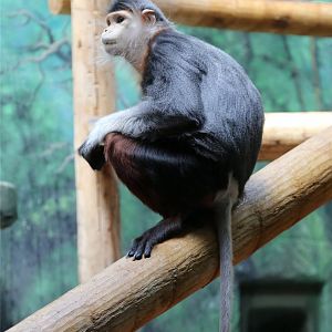 Toi the Douc Langur (1997.6.20-2018.9.19)