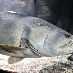 Queensland Grouper (Epinephelus lanceolatus)