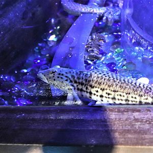 Speckled Sandperch (Parapercis hexophtalma)