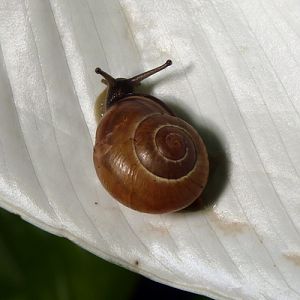 Snail (Cepaea nemoralis) in Burgers' Bush