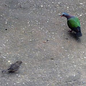 House sparrow (Passer domesticus) and emerald dove (Chalcophaps indica)