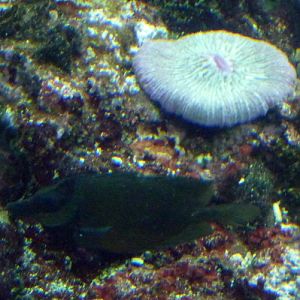 A black Siganus vulpinus!!!!