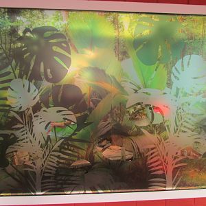 Red-eared slider exhibit