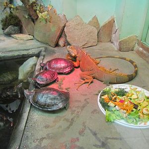 Red-eared sliders & green iguana