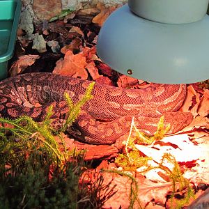 Madagascar ground boa