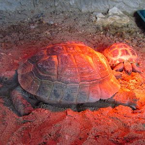 Greek & Russian tortoises