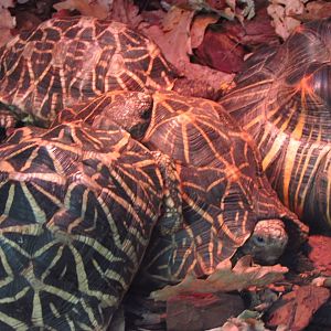 Radiated & Indian star tortoises