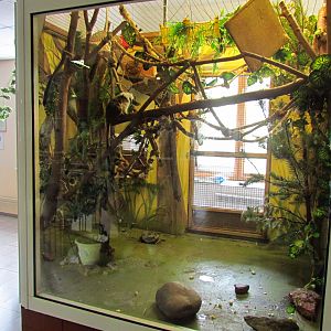 Cotton-top tamarin exhibit