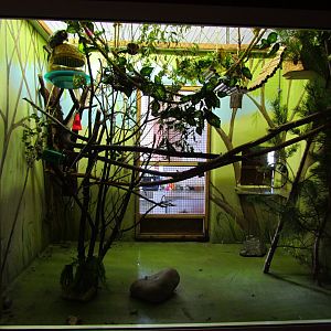 Common marmoset exhibit