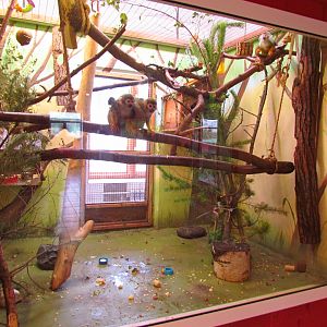 Squirrel monkey exhibit