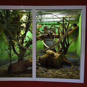 Southern coati exhibit