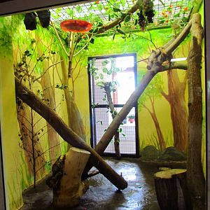 Lyle's flying fox exhibit