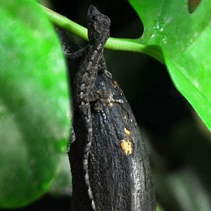 Lizard in Tropical Realm