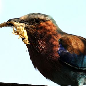 Dinner time (Lilac Breasted Roller)