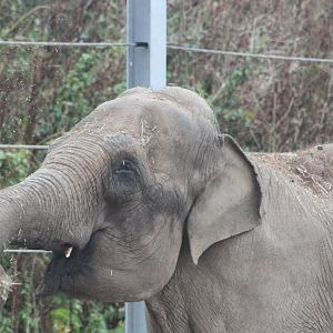 Asian Elephant
