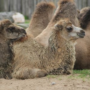 Young Camels