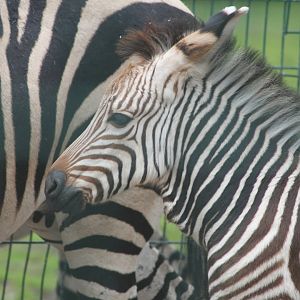 Baby Zebra