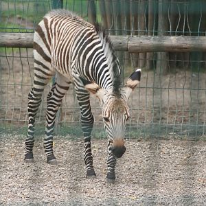 Baby Zebra