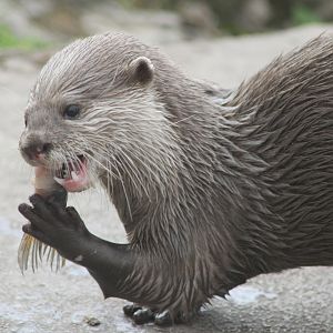 Otter