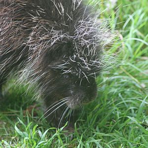 Tree Porcupine minus the tree