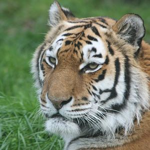 The most wonderful thing about Tiggers, are Tiggers are wonderful things !