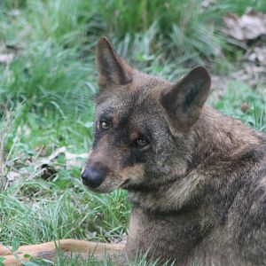 The strength of the Wolf is the pack.