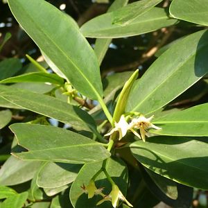 Blooming mangrove, ID please?