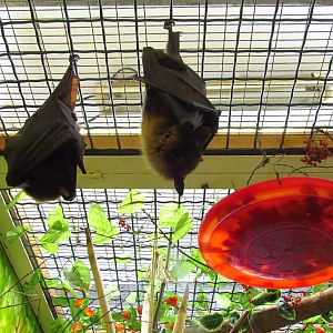 Lyle's flying foxes
