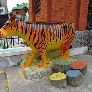 Tiger cow