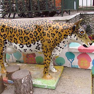 Leopard cow