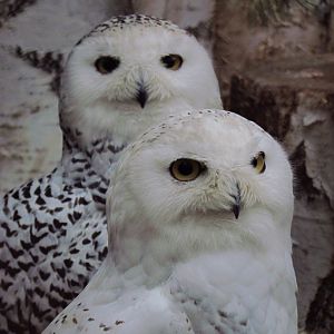 Snowy owls